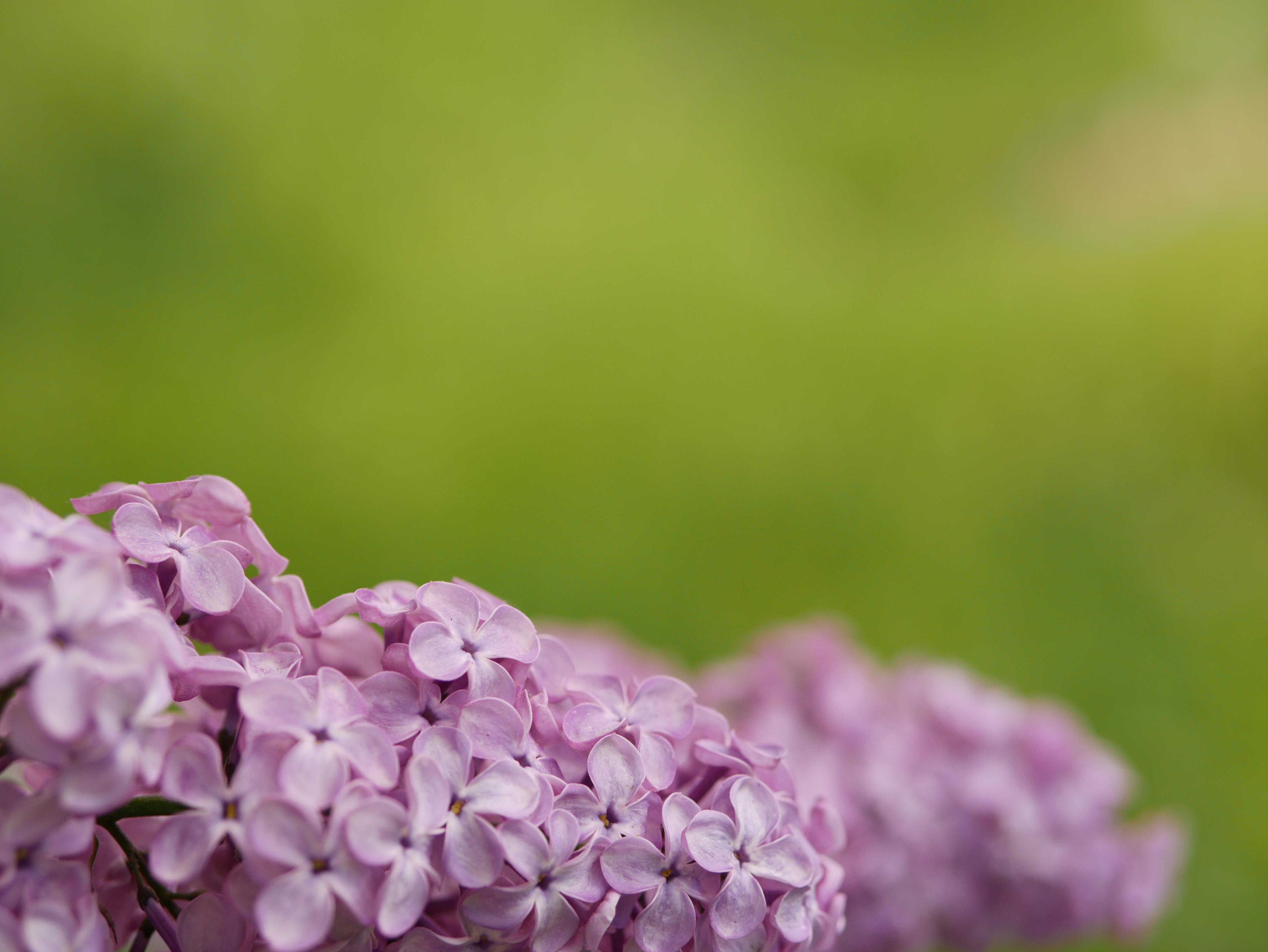 Photograph of a purple lilac flowers with soft-bokeh green background.