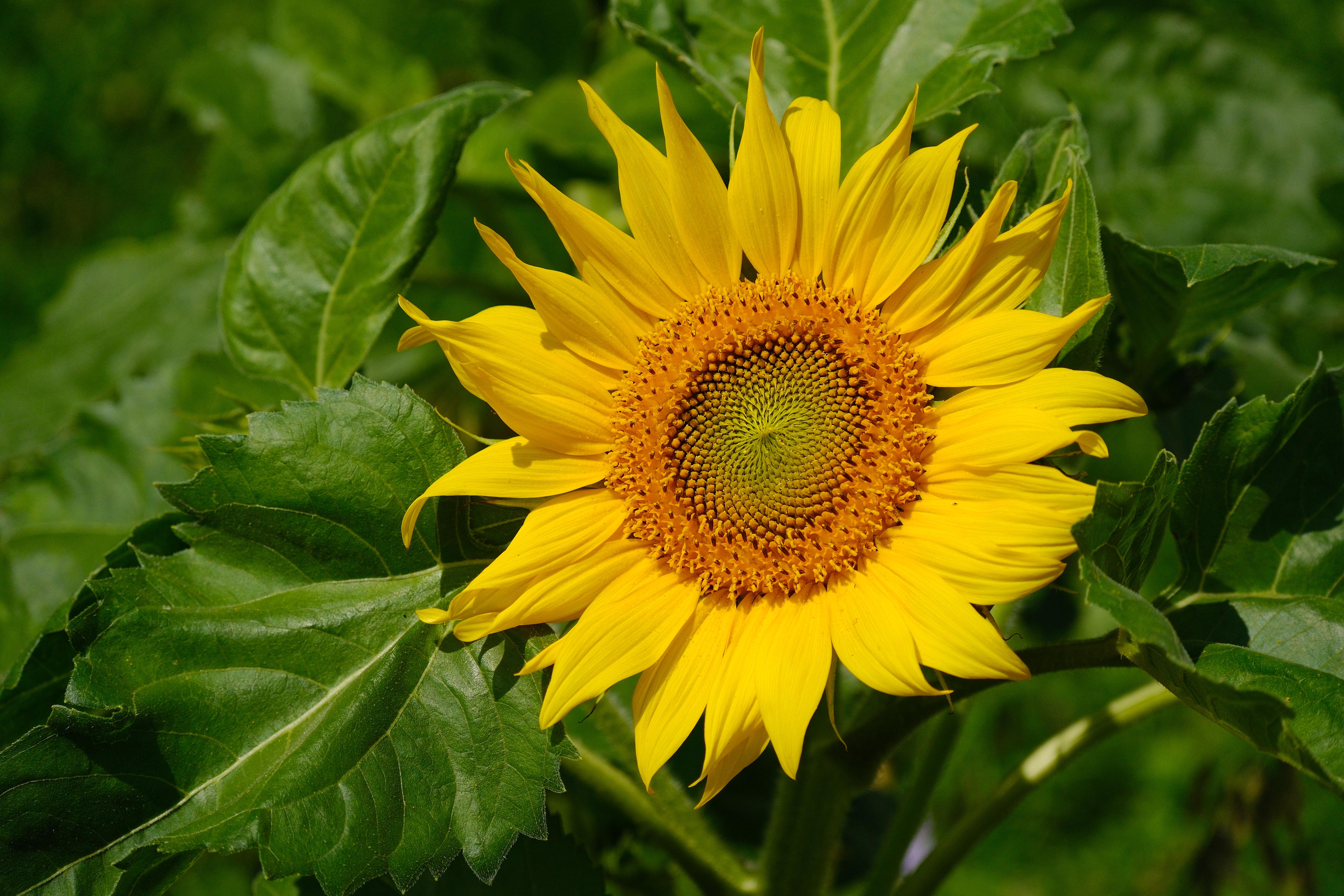 Photograph of a yellow sunflower in the center and green leaves in the background. Vivid and contrasty colors.