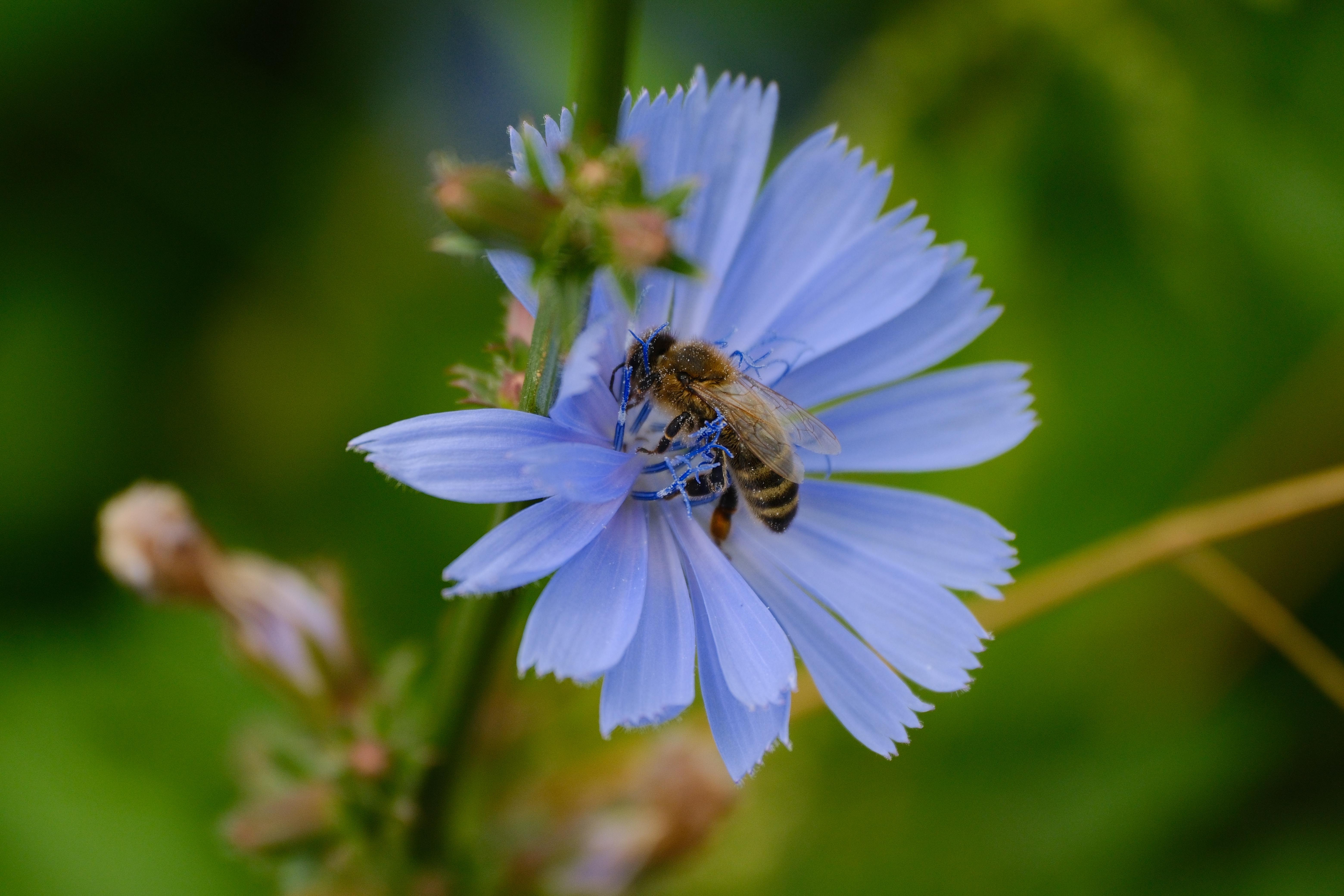 Photograph of a bee pollinating a blue flower.