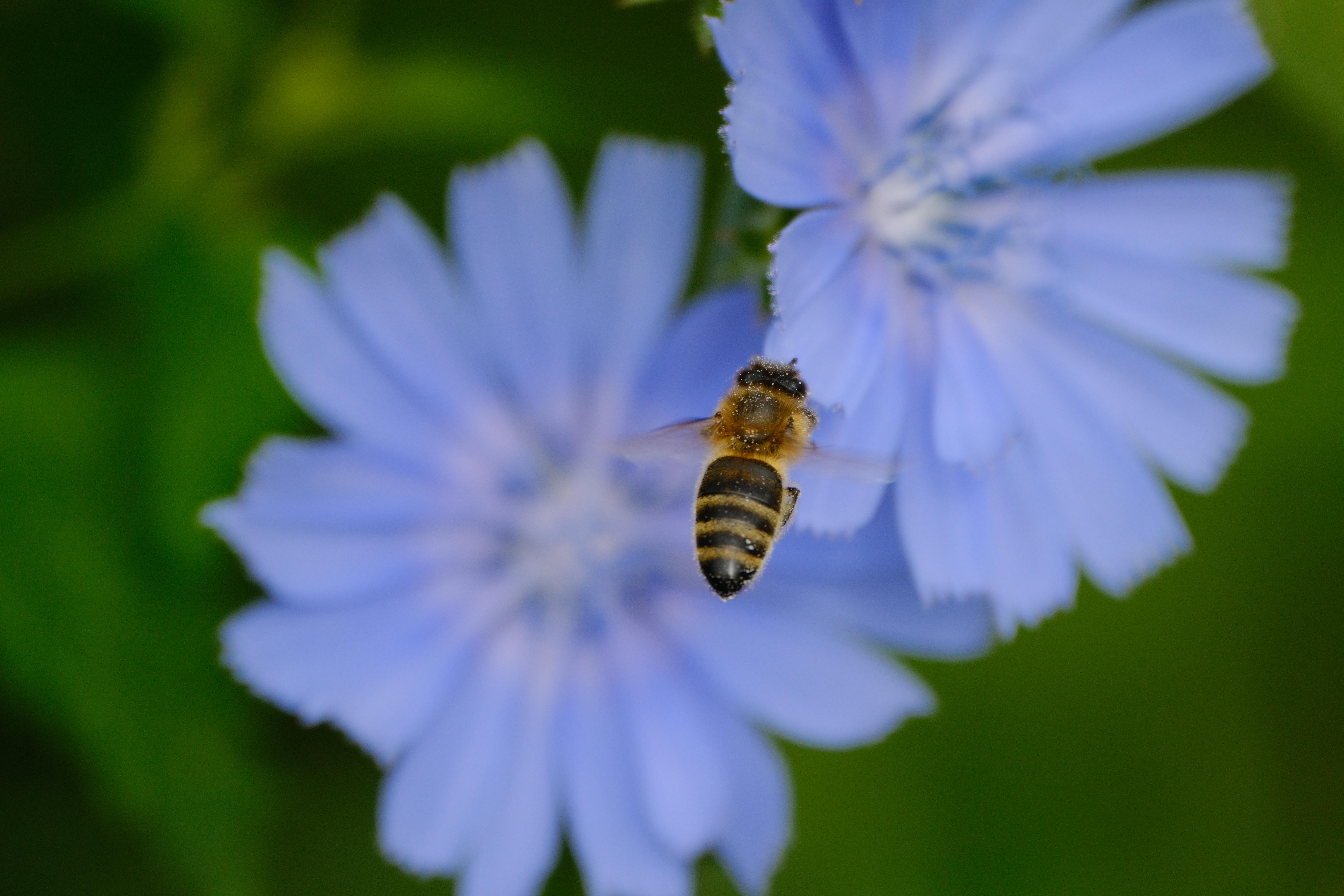 Photograph of a bee flying over a blue flower.