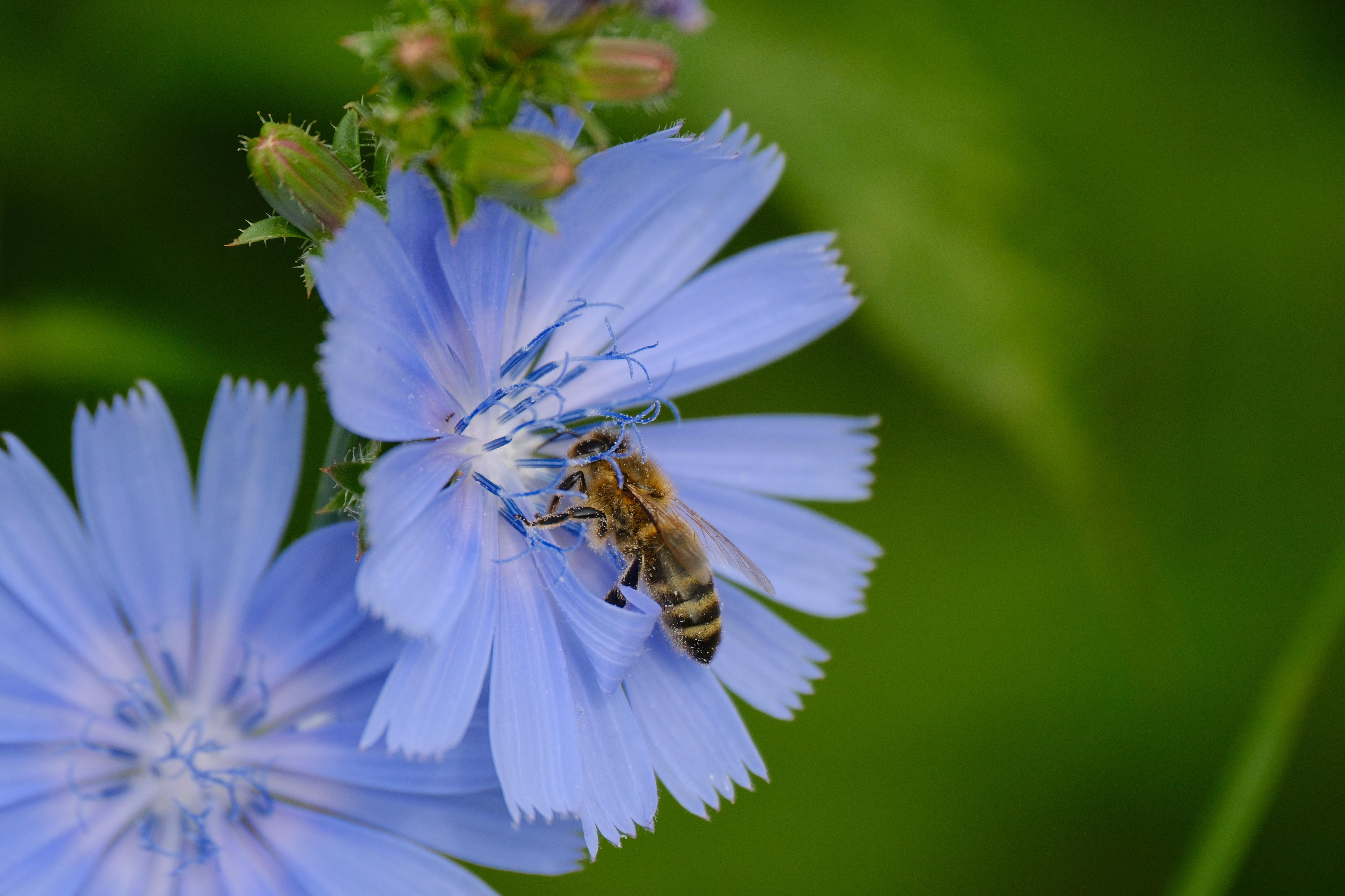 Photograph of a bee pollinating a blue flower.