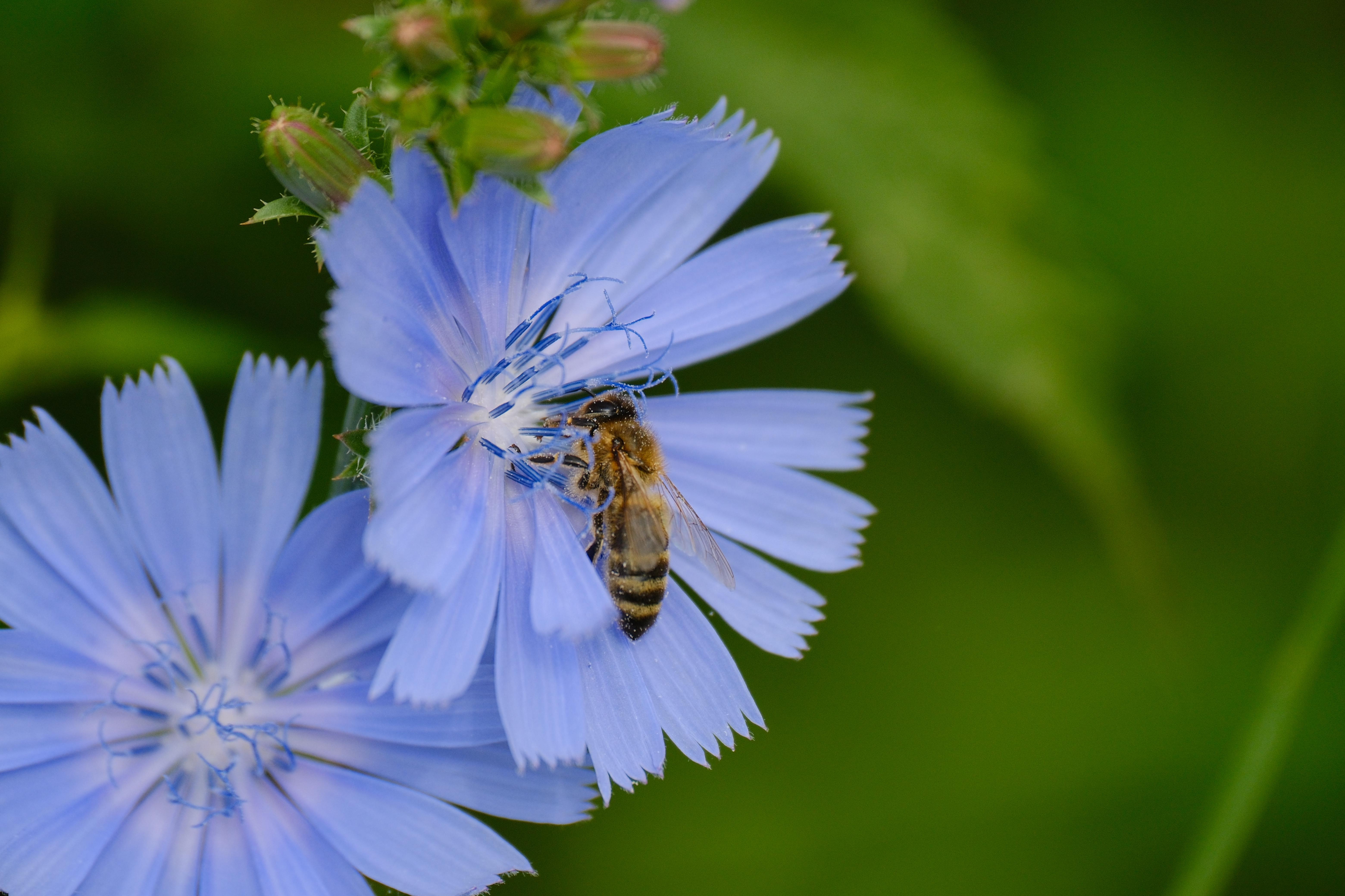 Photograph of a bee pollinating a blue flower.