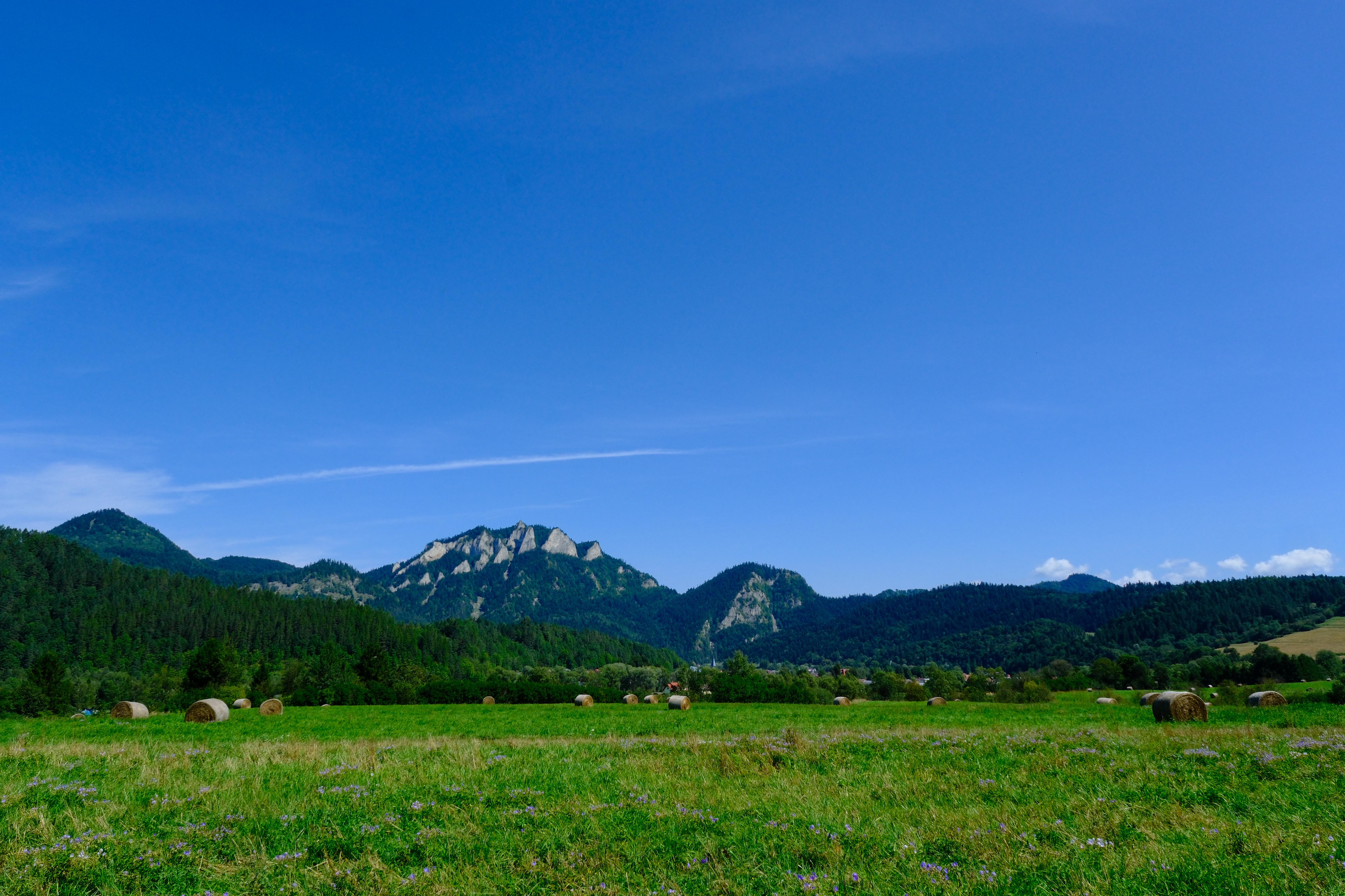 Photograph of scenery with Three Crowns mountains in the background, green meadow with little purple flowers on the bottom.