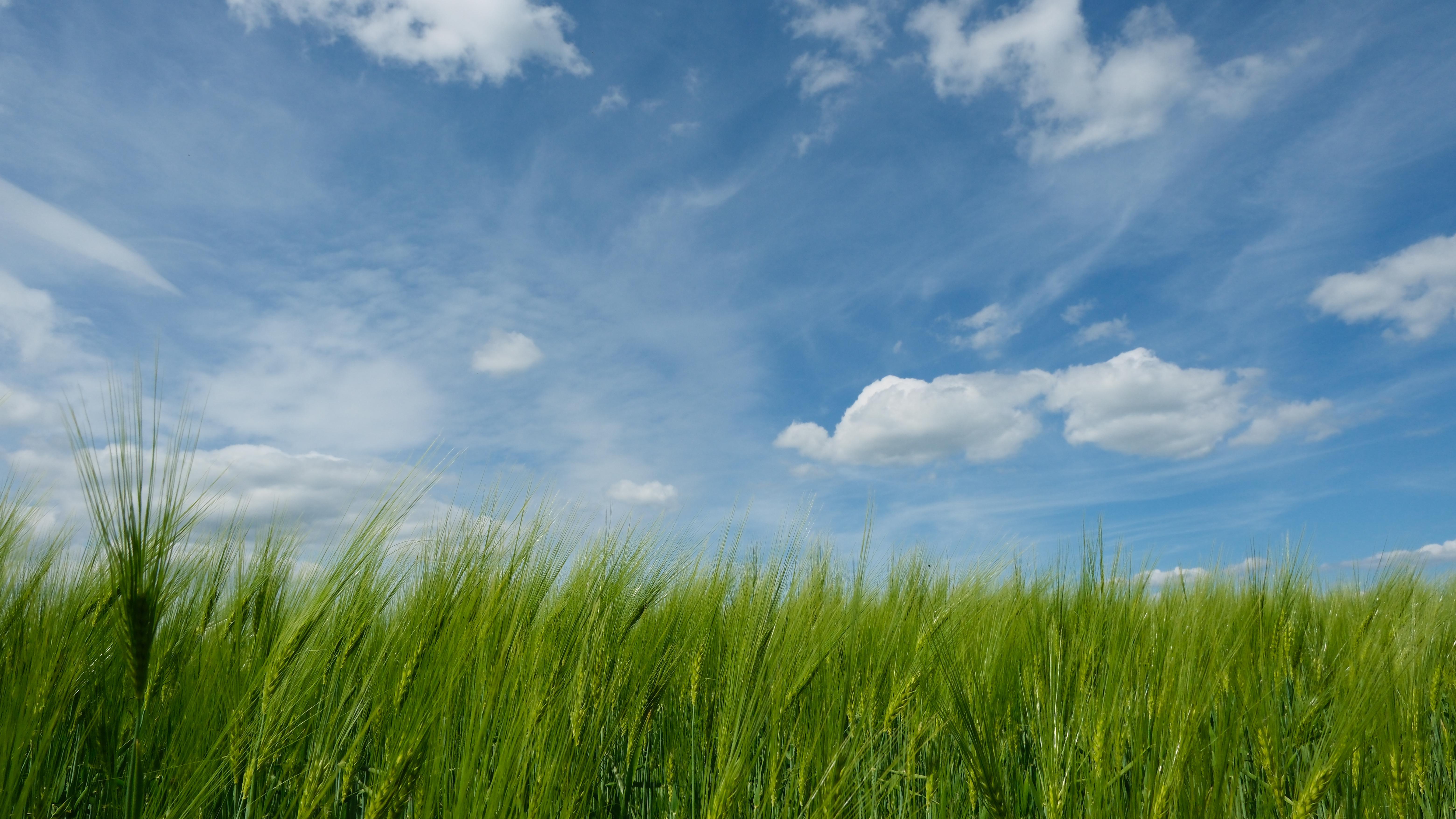 Photograph of green triticum grass from close with blue sky background with clouds.