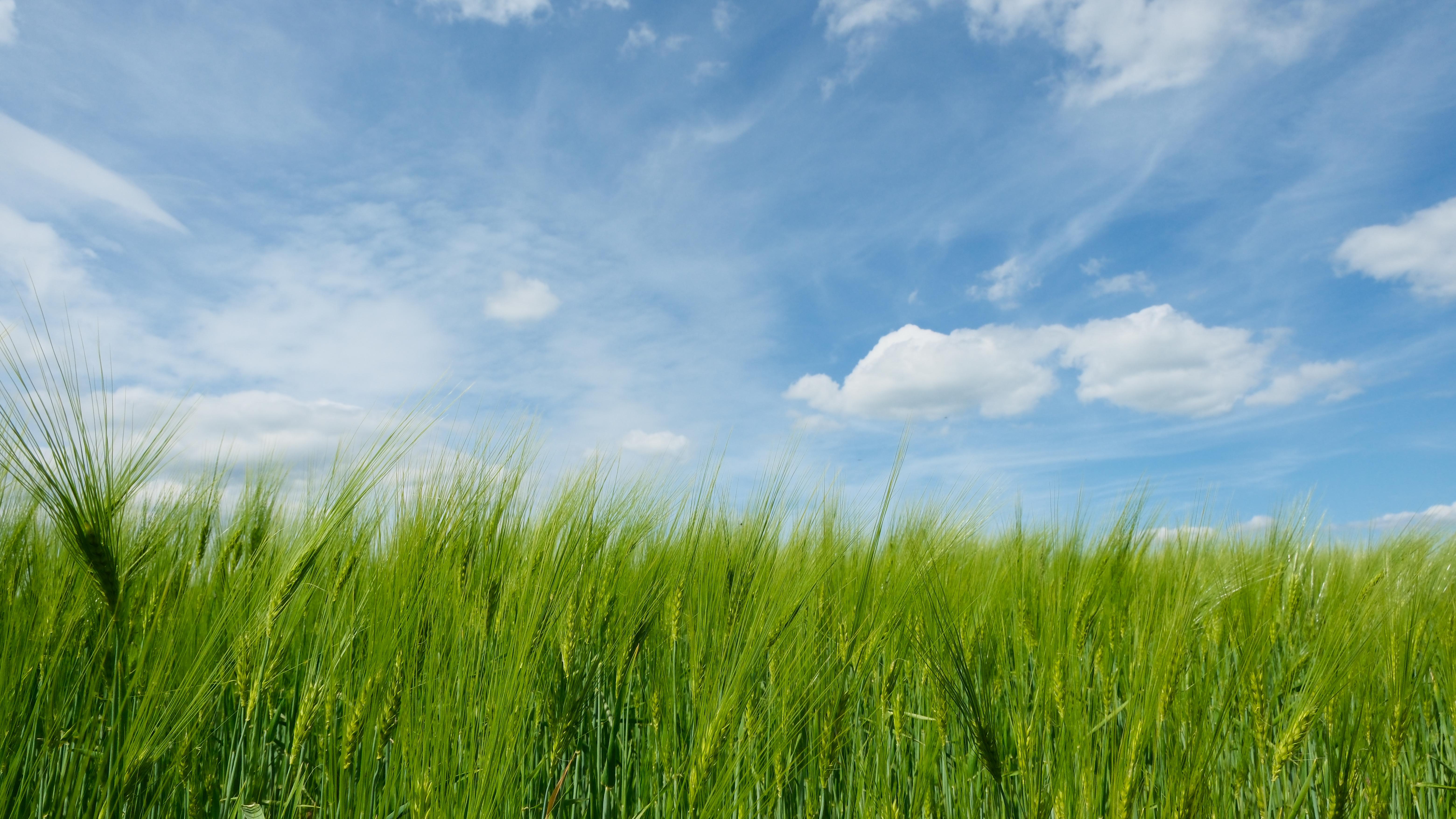 Photograph of green triticum grass from close with blue sky background with clouds.