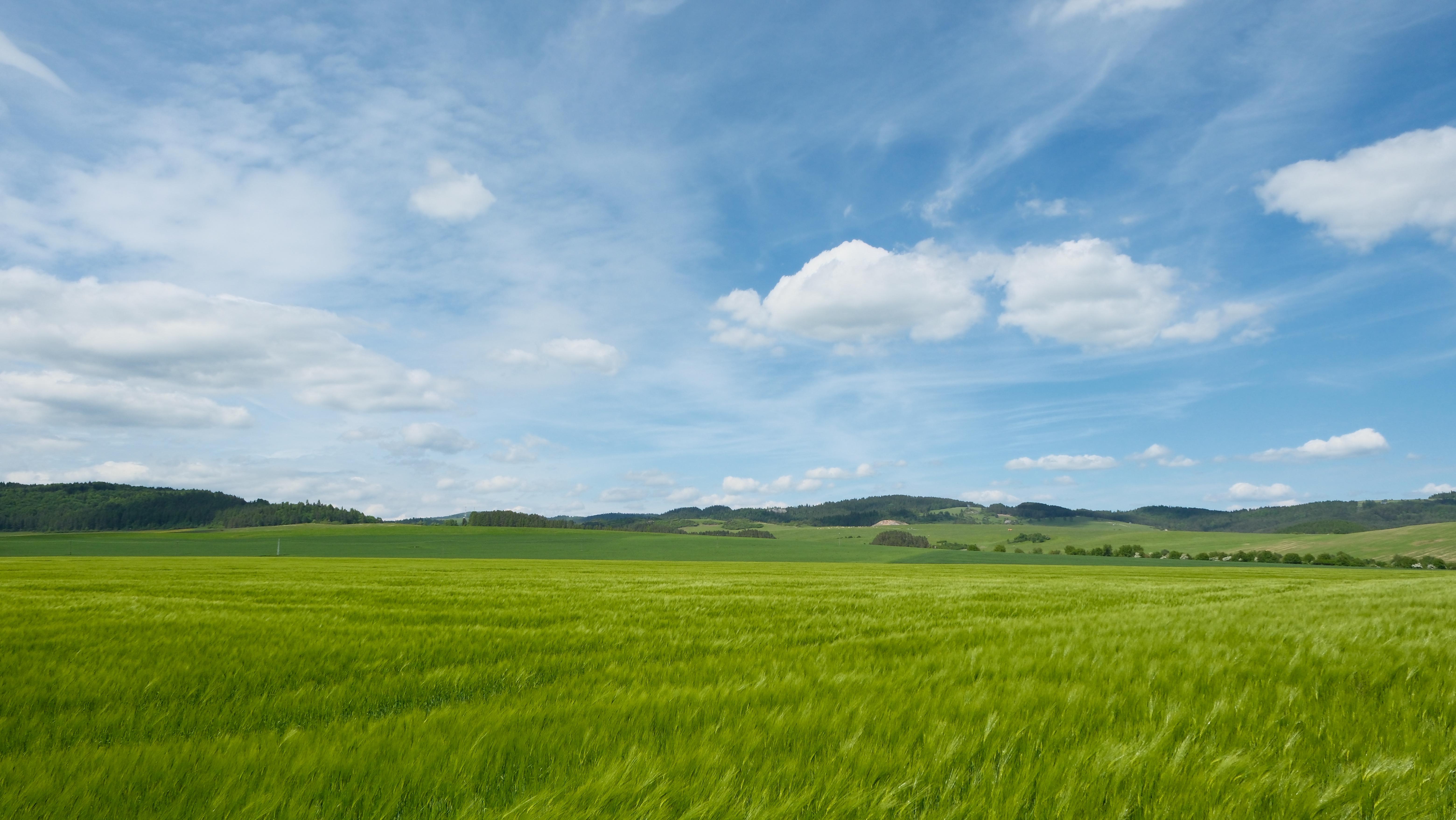Photograph of landscape with green triticum field and blue sky background with clouds.