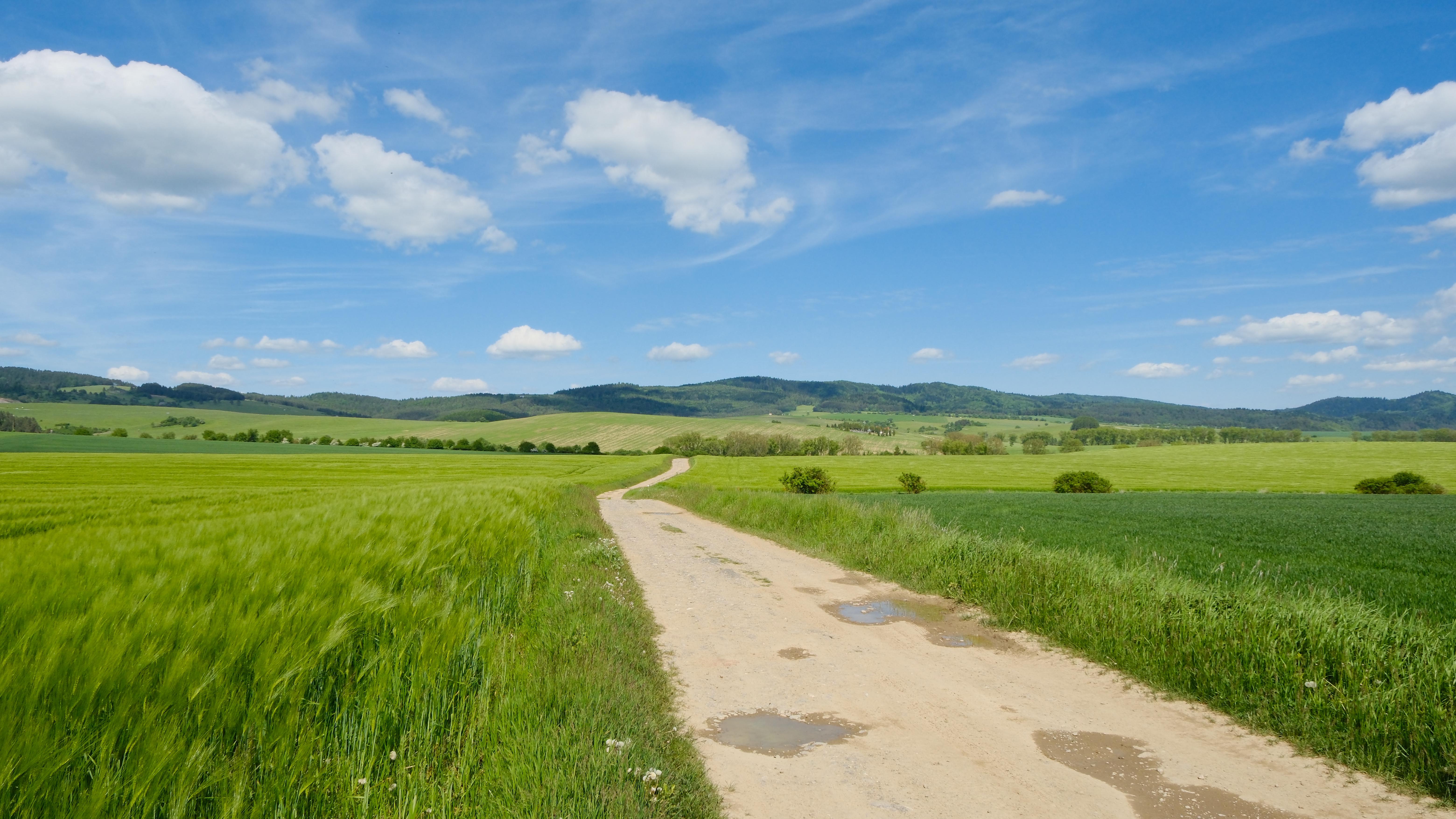 Photograph of dirt road in between fields.