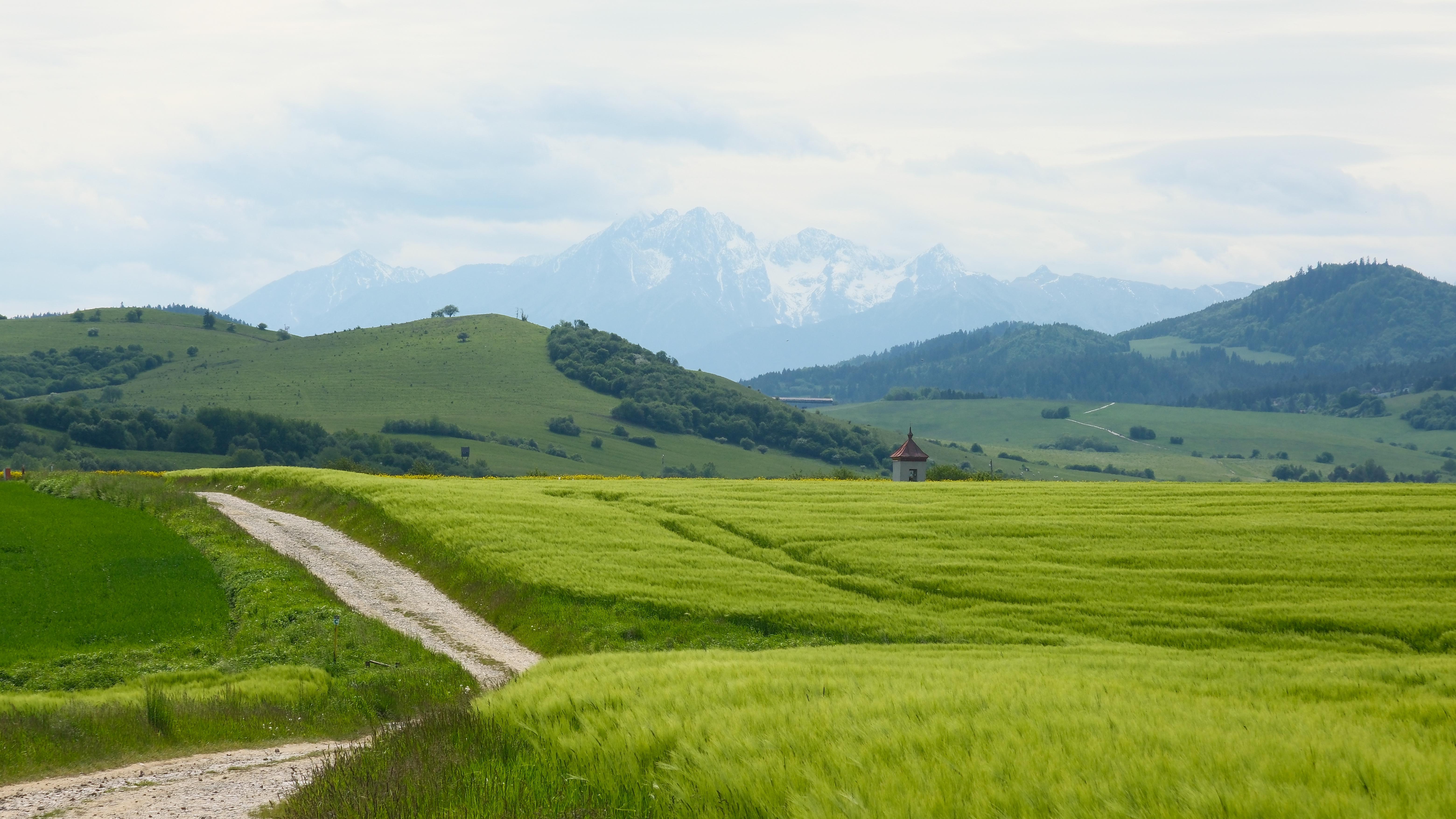 Photograph of scenery with High Tatras in background and green fields, dirt road.